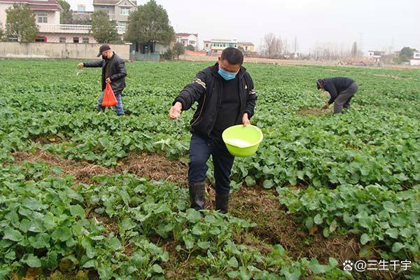 证劵配资网 油菜籽施肥用什么肥料？分阶段用对肥，亩产轻松增两成